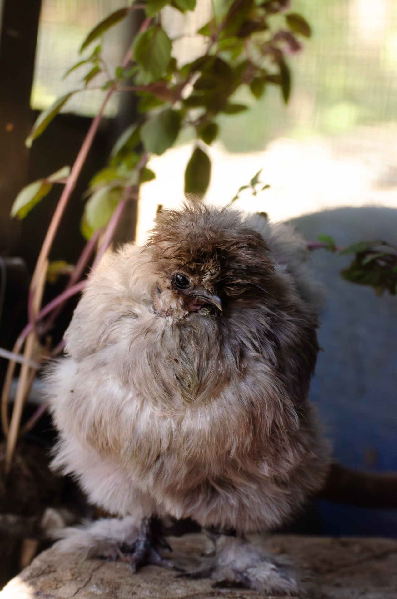 my blind chicken who gets loads of Vitamin A to support her eyes. 